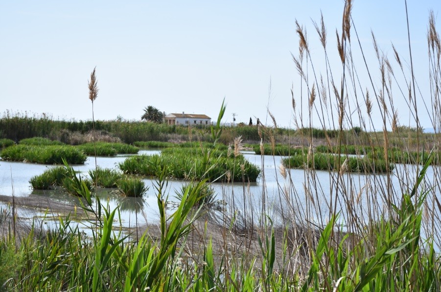 EL MUSEO DEL ARROZ REACTIVA LA CULTURA EN LA ALBUFERA