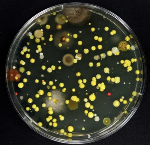 El IVC presenta en Espai LaGranja una muestra abierta del proyecto de investigación ‘Medios de cultivo’